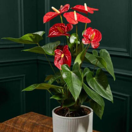 Anthurium Plant