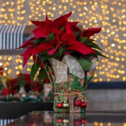 Fleuriste Poinsettia