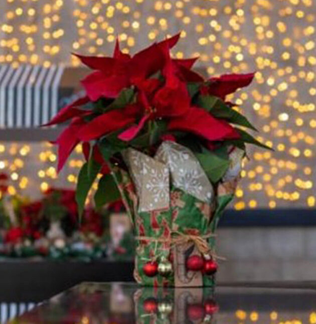Fleuriste Poinsettia