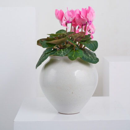 Blushing Beauty Cyclamen