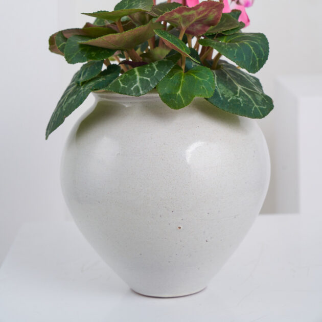Blushing Beauty Cyclamen - Image 5