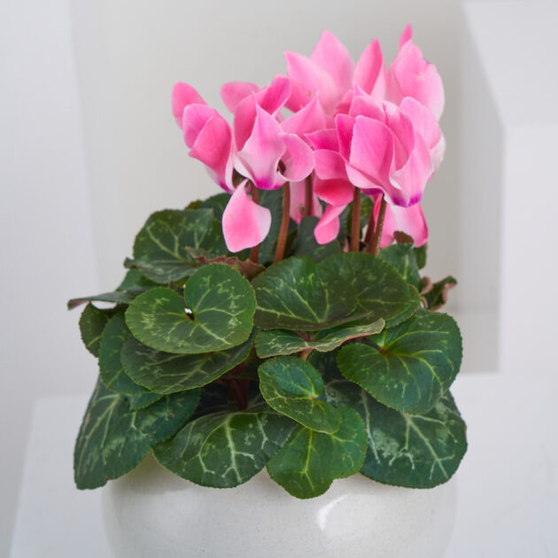 Blushing Beauty Cyclamen - Image 4