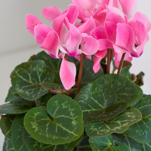 Blushing Beauty Cyclamen - Image 3