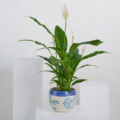 Lily Peace