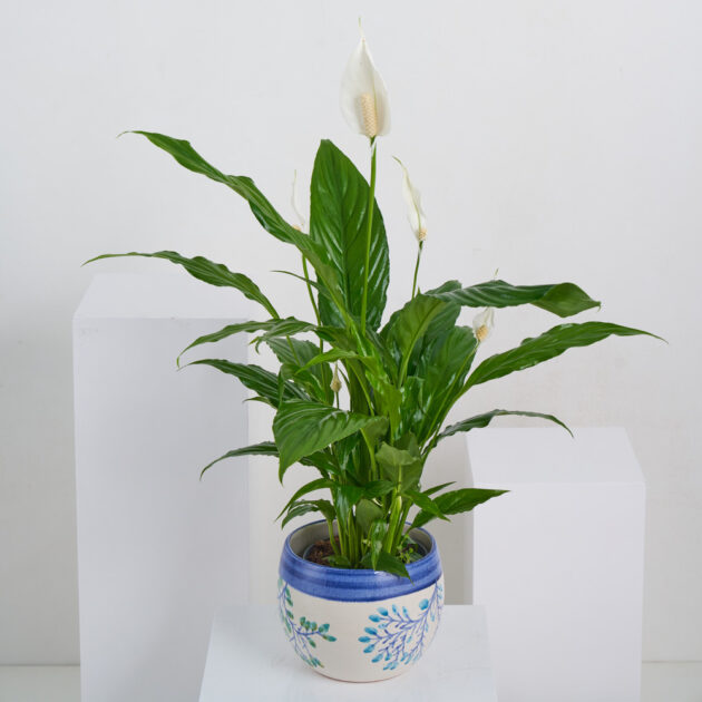Lily Peace - Image 5