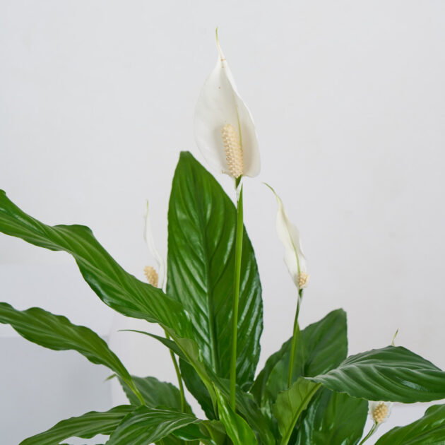 Lily Peace - Image 4