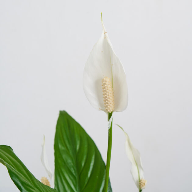 Lily Peace - Image 2