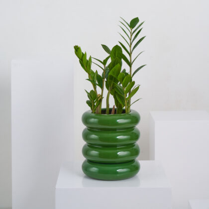 ZZ Plant