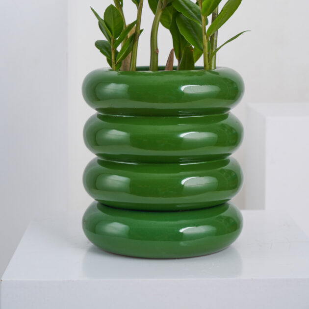 ZZ Plant - Image 3