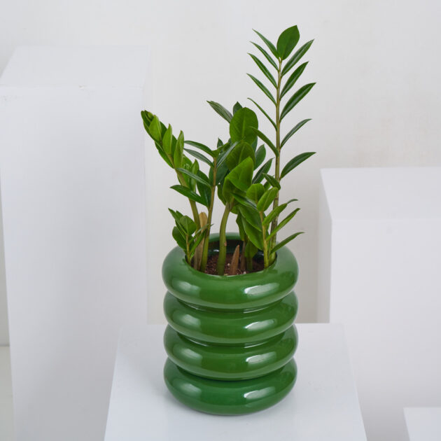 ZZ Plant - Image 5