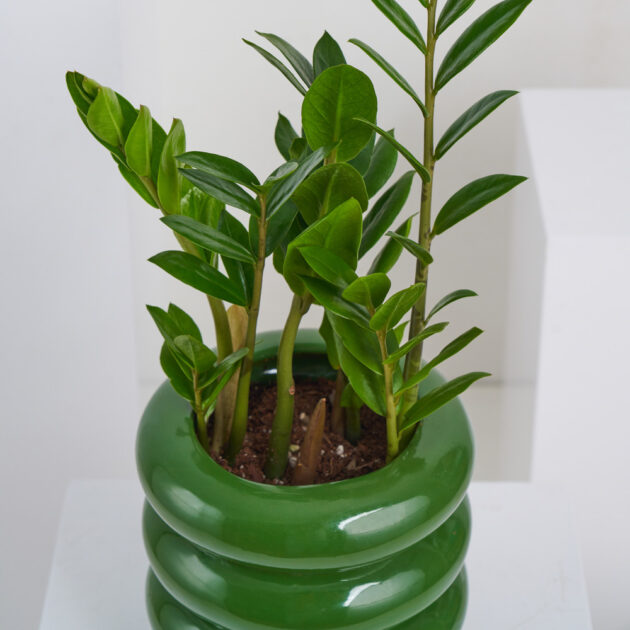 ZZ Plant - Image 4
