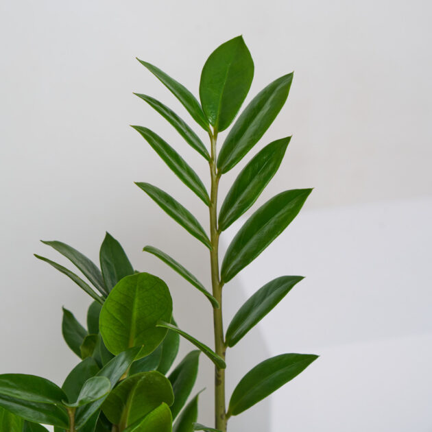 ZZ Plant - Image 2