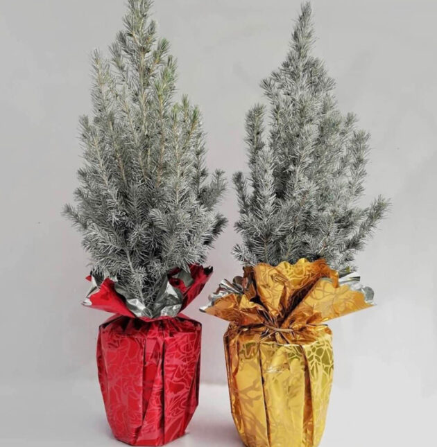 Mini Tree