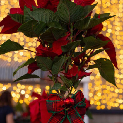 Red Poinsettia