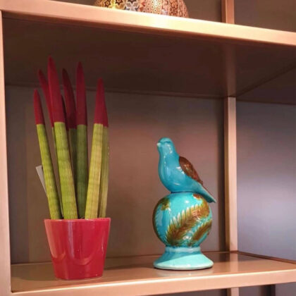 Sansevieria Cylindrica Plant