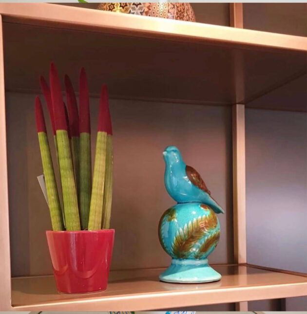 Sansevieria Cylindrica Plant