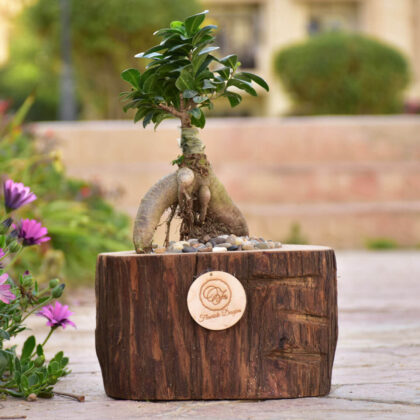 Tranquil Bonsai in Tree Trunk Planter