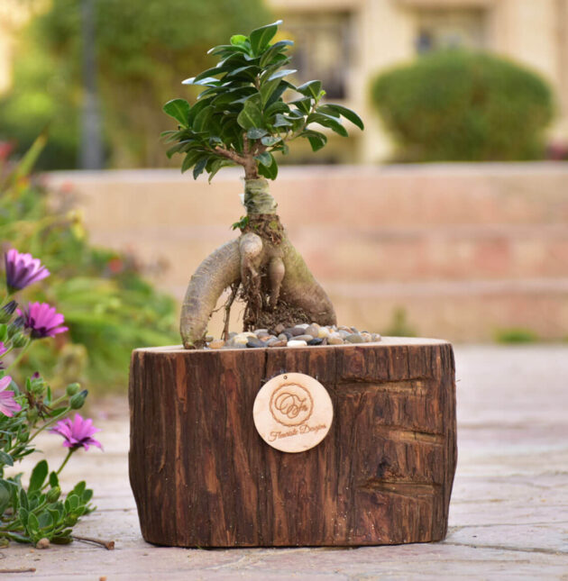 Tranquil Bonsai in Tree Trunk Planter