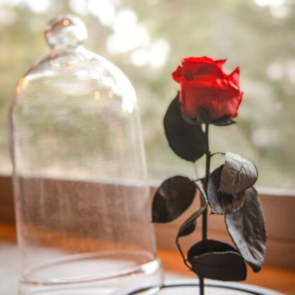 Eternety Rose