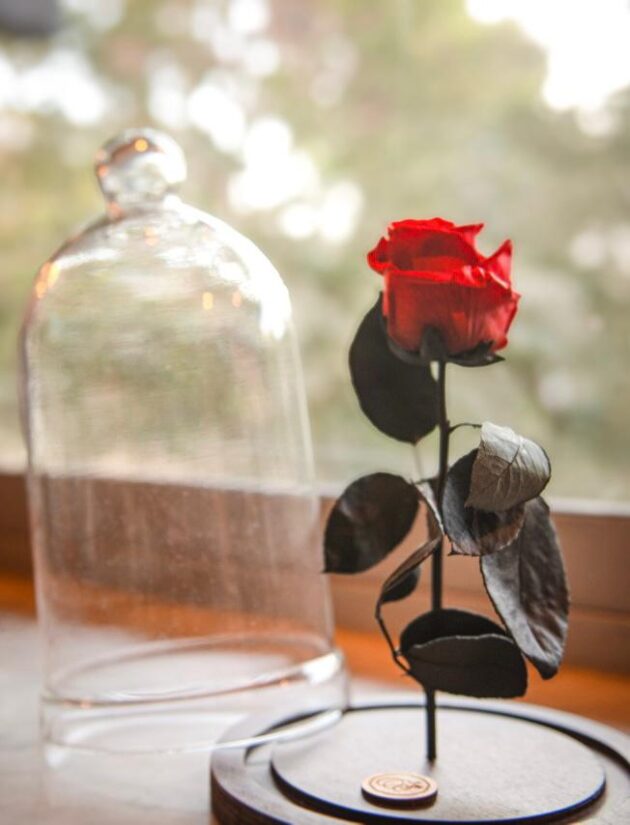 Eternety Rose