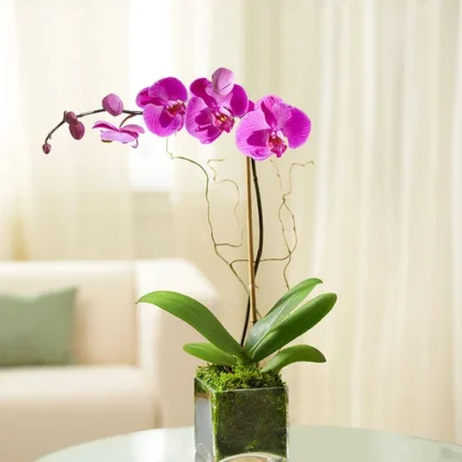 Elegant Purple Orchid in Glass Cube Planter