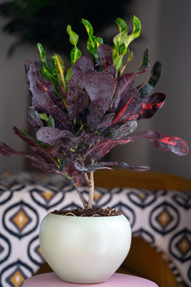 Croton Pot - Image 3