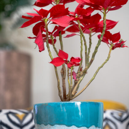 Festive Pot