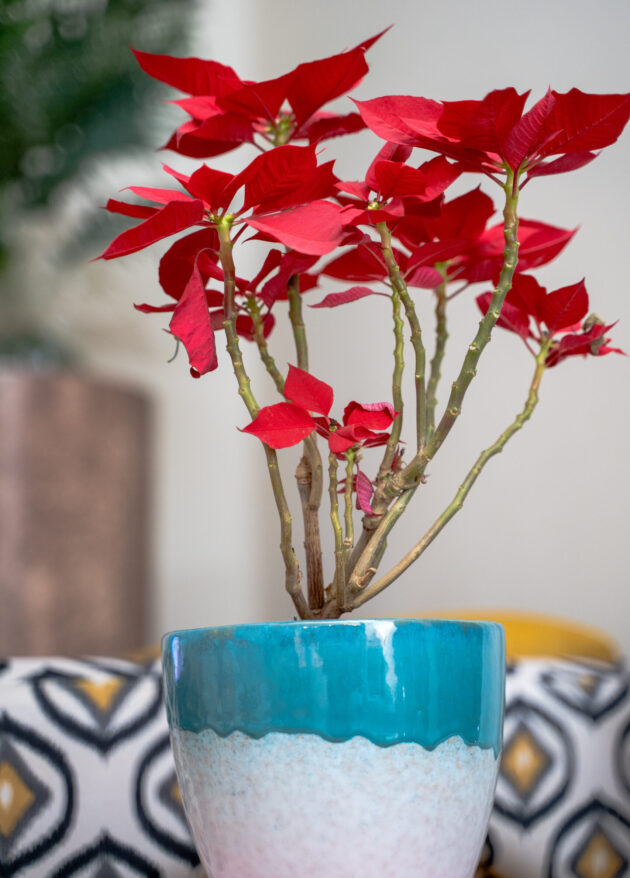 Festive Pot