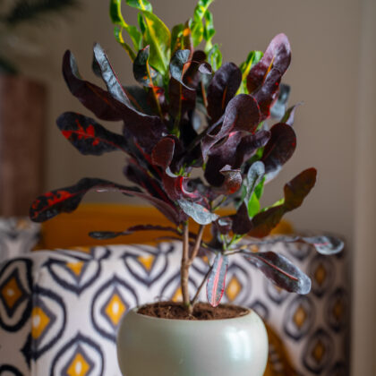 Croton Pot