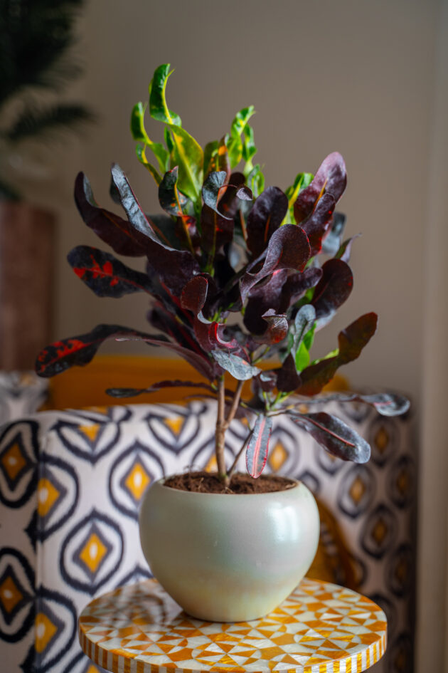 Croton Pot