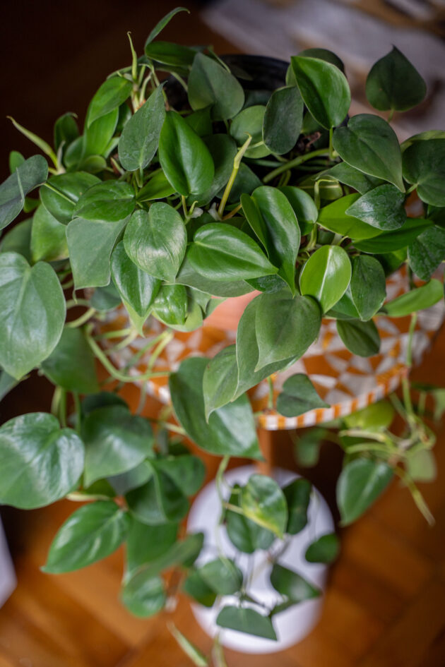 Golden Heart Philodendron in Pottery Clay Pot - Image 2