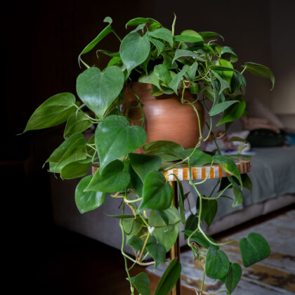 Golden Heart Philodendron in Pottery Clay Pot