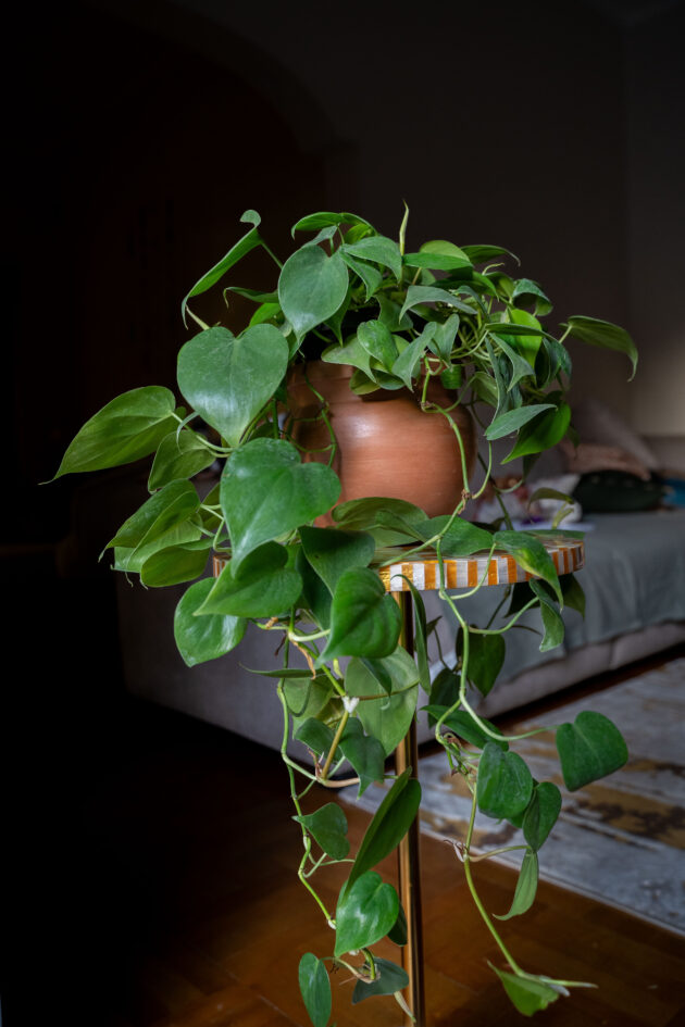 Golden Heart Philodendron in Pottery Clay Pot