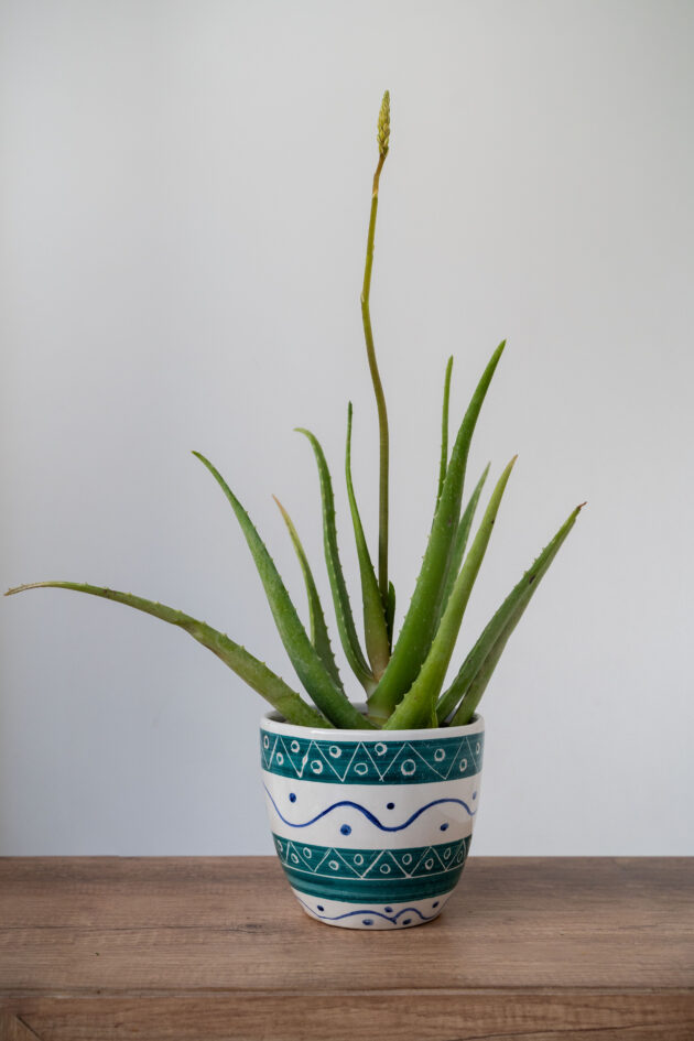 Vera Pot