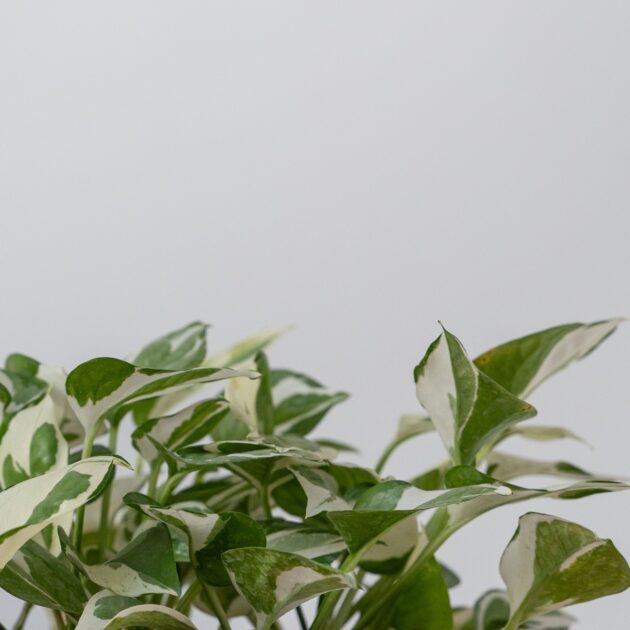 Marble Queen Njoy Bamboo basket - Image 3