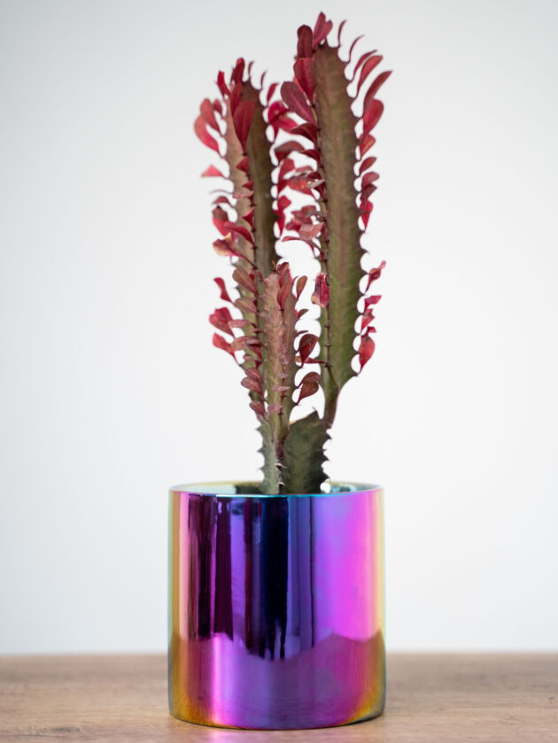 Prism Cactus