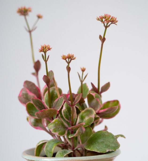 Pink & Green Alternanthera in Ceramic Planter - Image 4