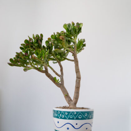 Crassula Pot