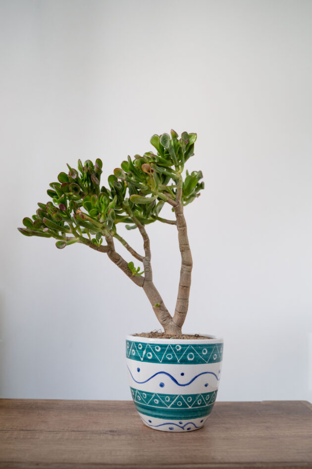Crassula Pot