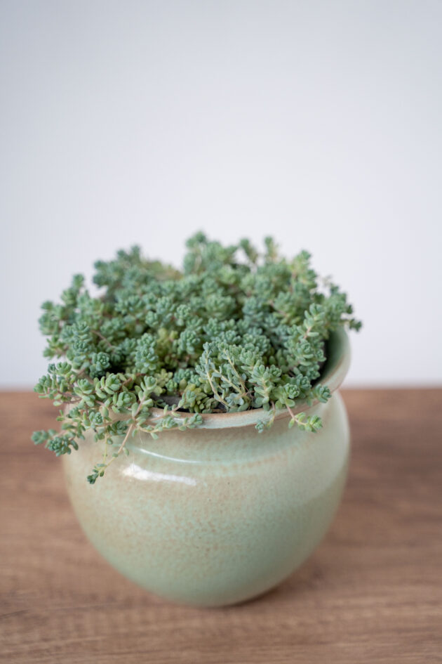 Evergreen Charm - Image 4