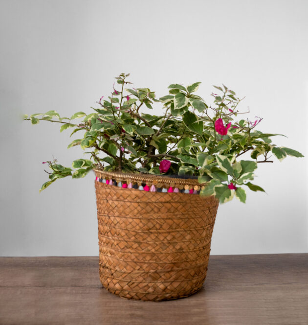 Boho Bloom