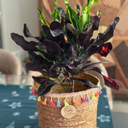 Croton Basket
