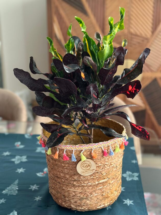 Croton Basket