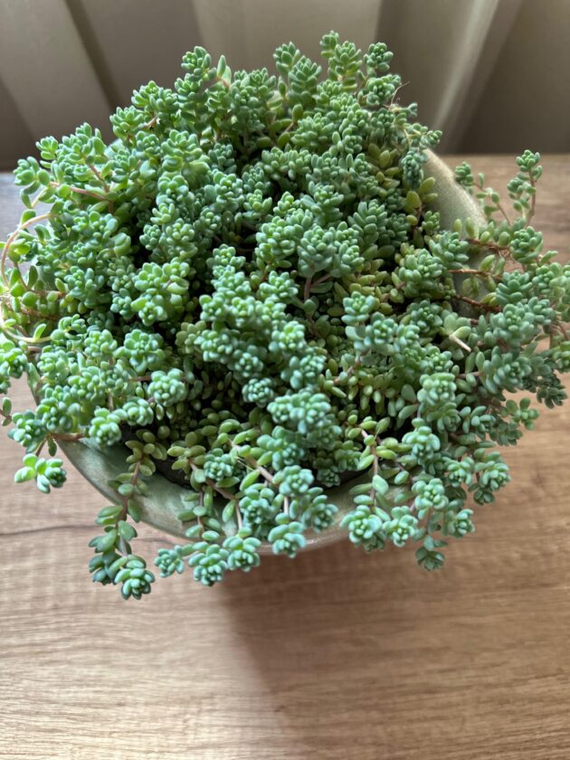 Evergreen Charm - Image 3