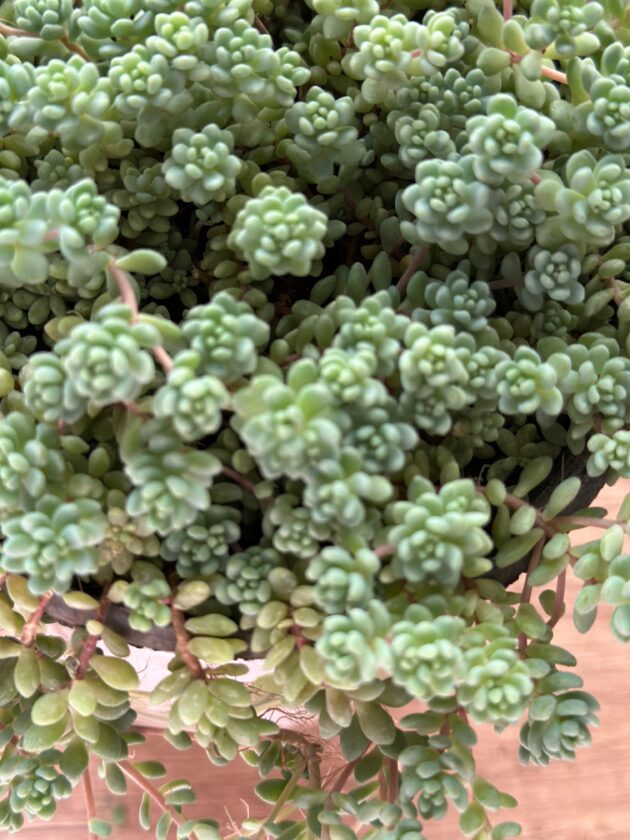 Evergreen Charm - Image 2