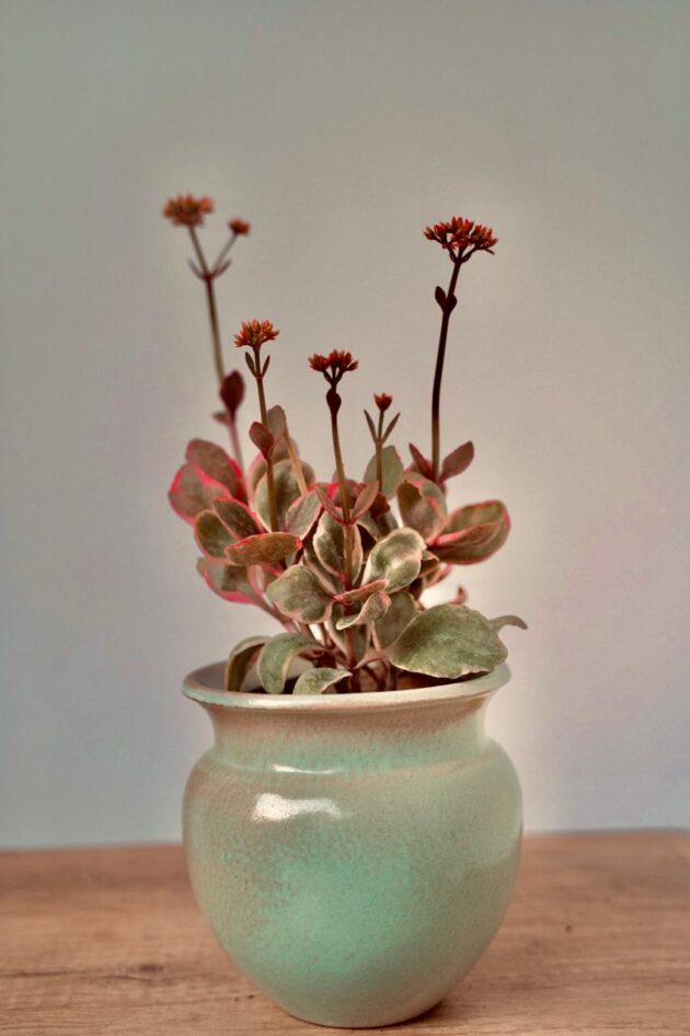 Pink & Green Alternanthera in Ceramic Planter