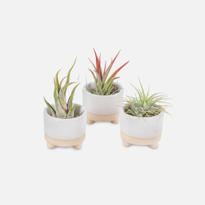 Mini Air Plants Bundle in Pots