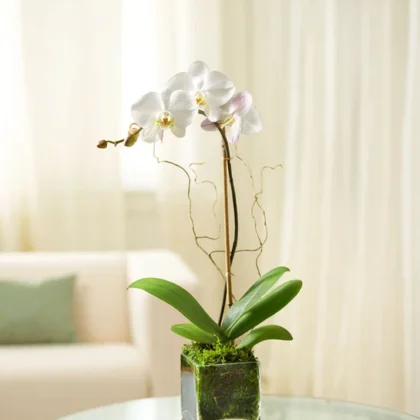 White Orchid Bliss in Glass Cube Planter